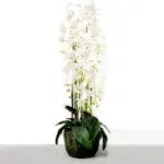 115 CM, Artificial Phalaenopsis Orchid Plant With Natural Base for Home Décor, Wedding Event, Party, Restaurant, Indoor, Outdoor - Medaid International
