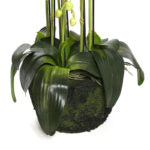 115 CM, Artificial Phalaenopsis Orchid Plant With Natural Base for Home Décor, Wedding Event, Party, Restaurant, Indoor, Outdoor - Medaid International
