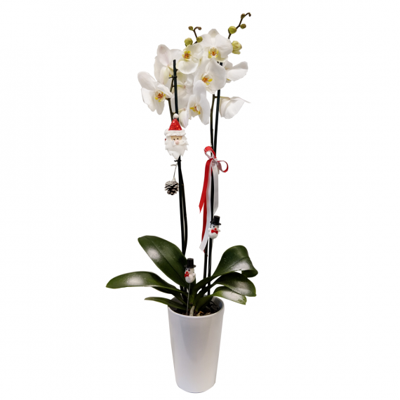 A white orchid plant in a cash pot Beautifully White Orchid - Beirut Lebanon - Medaid International