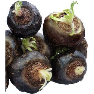 25 Seeds of Black Maca Seeds, Ginseng Superfood, Easy to Grow ! - Medaid International