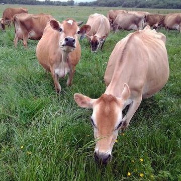 Raw Grass Fed Whey Protein Powder – Unflavored, Only 1 Ingredient: 100% Pure Grass-Fed Whey from Happy, Healthy Cows – Undenatured, Non-GMO, Hormone-Free, Gluten-Free, Made in USA, 5LB - Medaid International