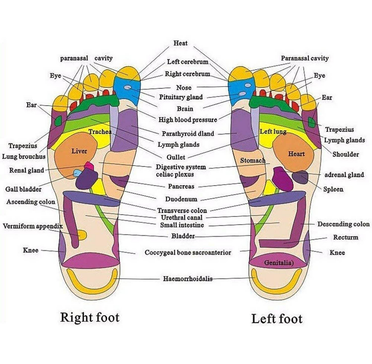 Unisex Acupressure Therapy Slippers – Pain Relief Foot Massager Sandals for Blood Circulation & Relaxation - Medaid International