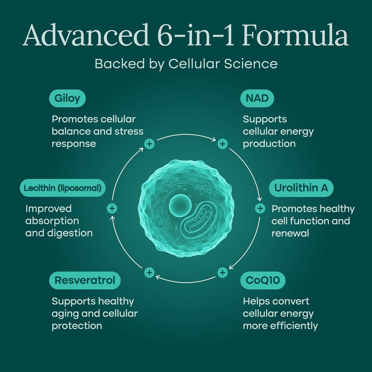 Liposomal NAD+ Supplement 500mg with Urolithin A, CoQ10, Resveratrol & Giloy (Made in USA), NAD Supplement for Cellular Energy, Cognitive, Anti-Aging & Detox Support - 3rd Party Tested Vegan, Non-GMO - Medaid International