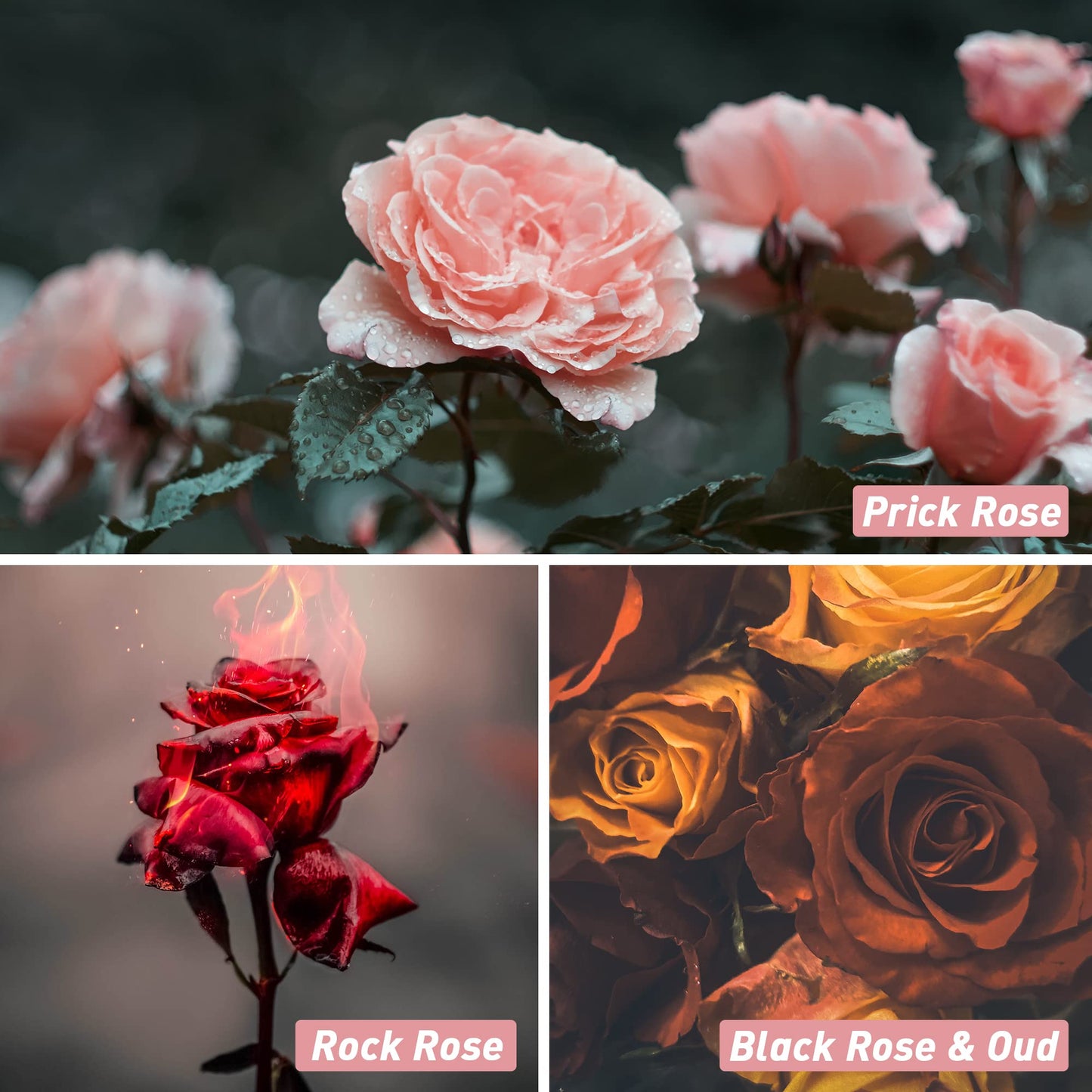 Rose Fragrance Oil, ESSLUX Premium Floral Scented Oils for Diffuser, Soap Candle Making Scents, Rose Essential Oils Gift Set for Home Fragrance - Bulgarian Rose, Black Rose & Oud, Rock Rose and More - Medaid International