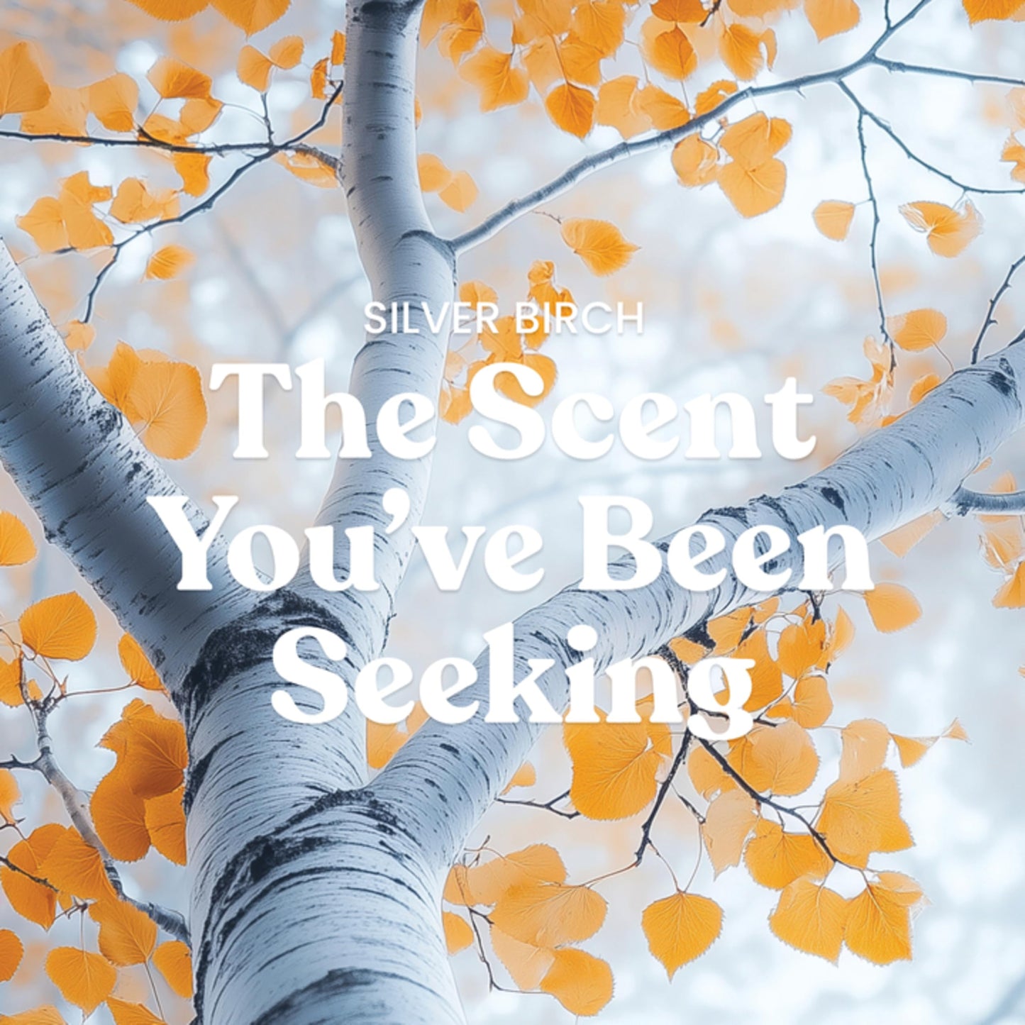 Yankee Candle, Silver Birch Fall Scented Candle, 22oz Large Jar with up to 150 Hour Burn Time - Medaid International