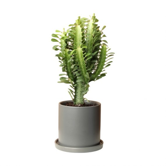 African Milk Tree | Beirut Lebanon - Medaid International