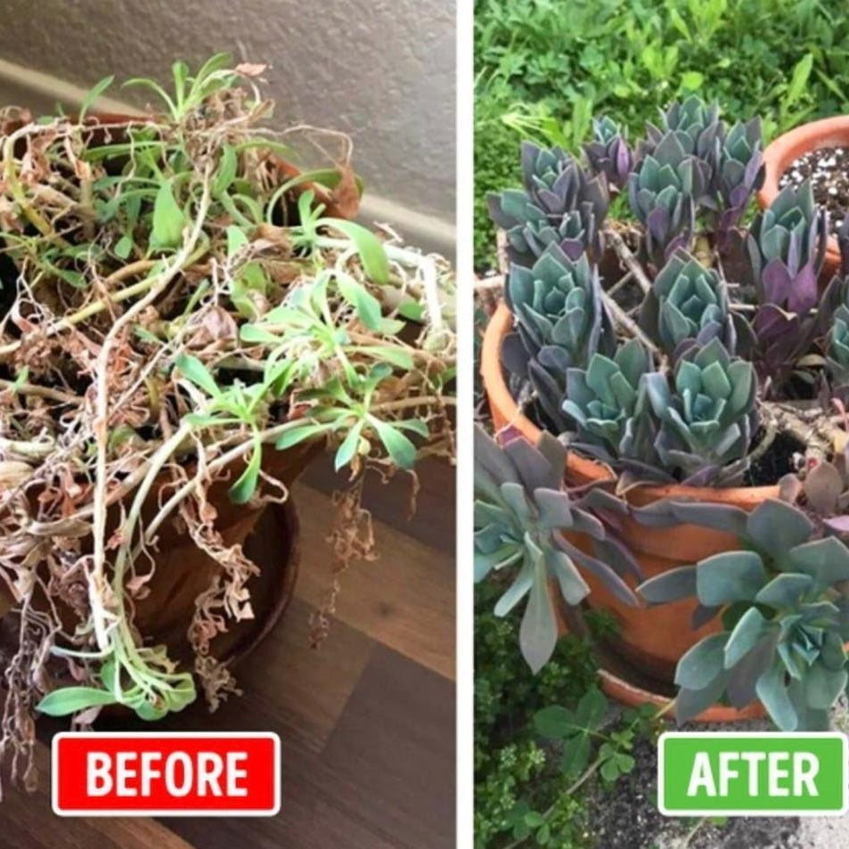 Aquablom™️ Self-Watering Crystals 15 g - Medaid International