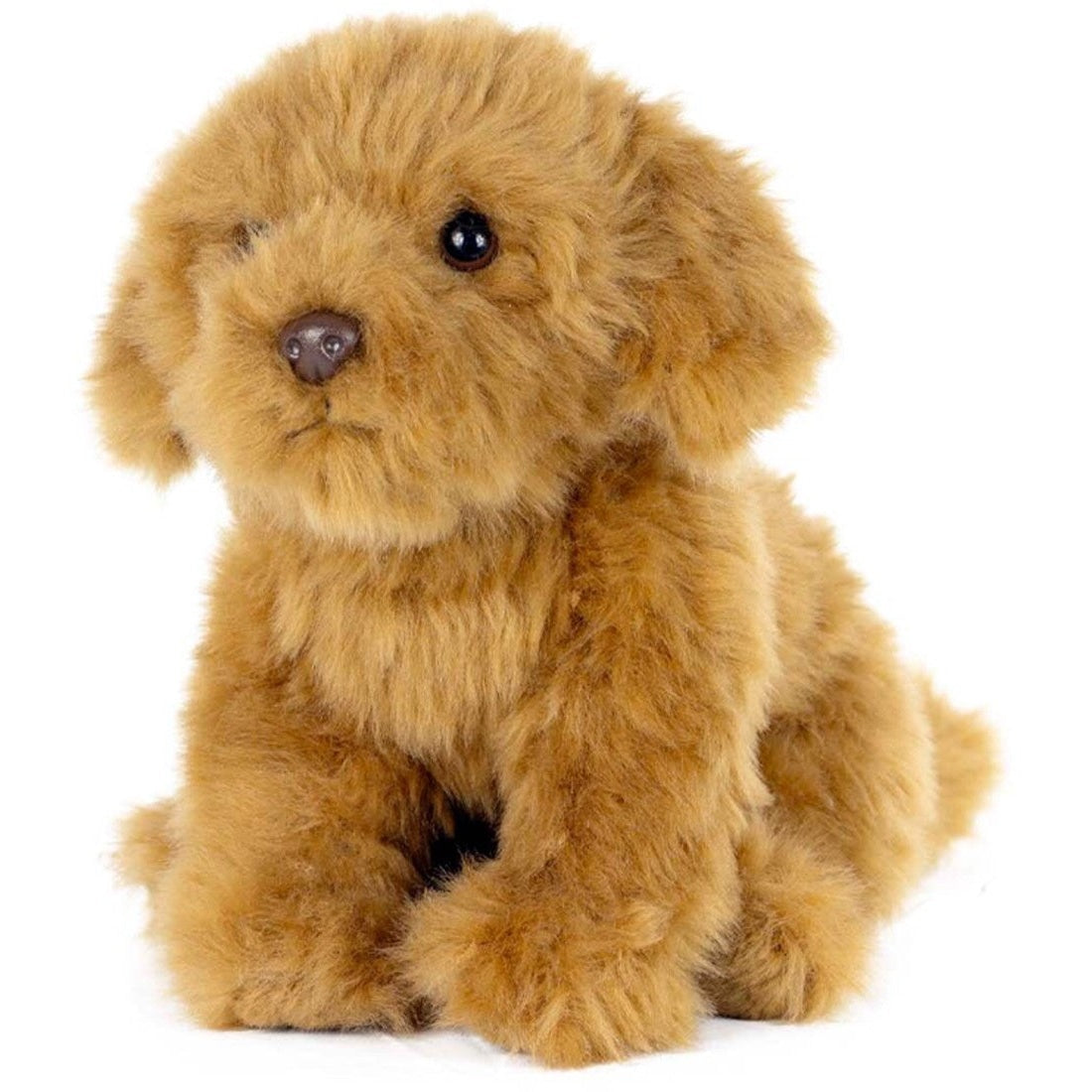 Living Nature Cavapoo - Medaid International