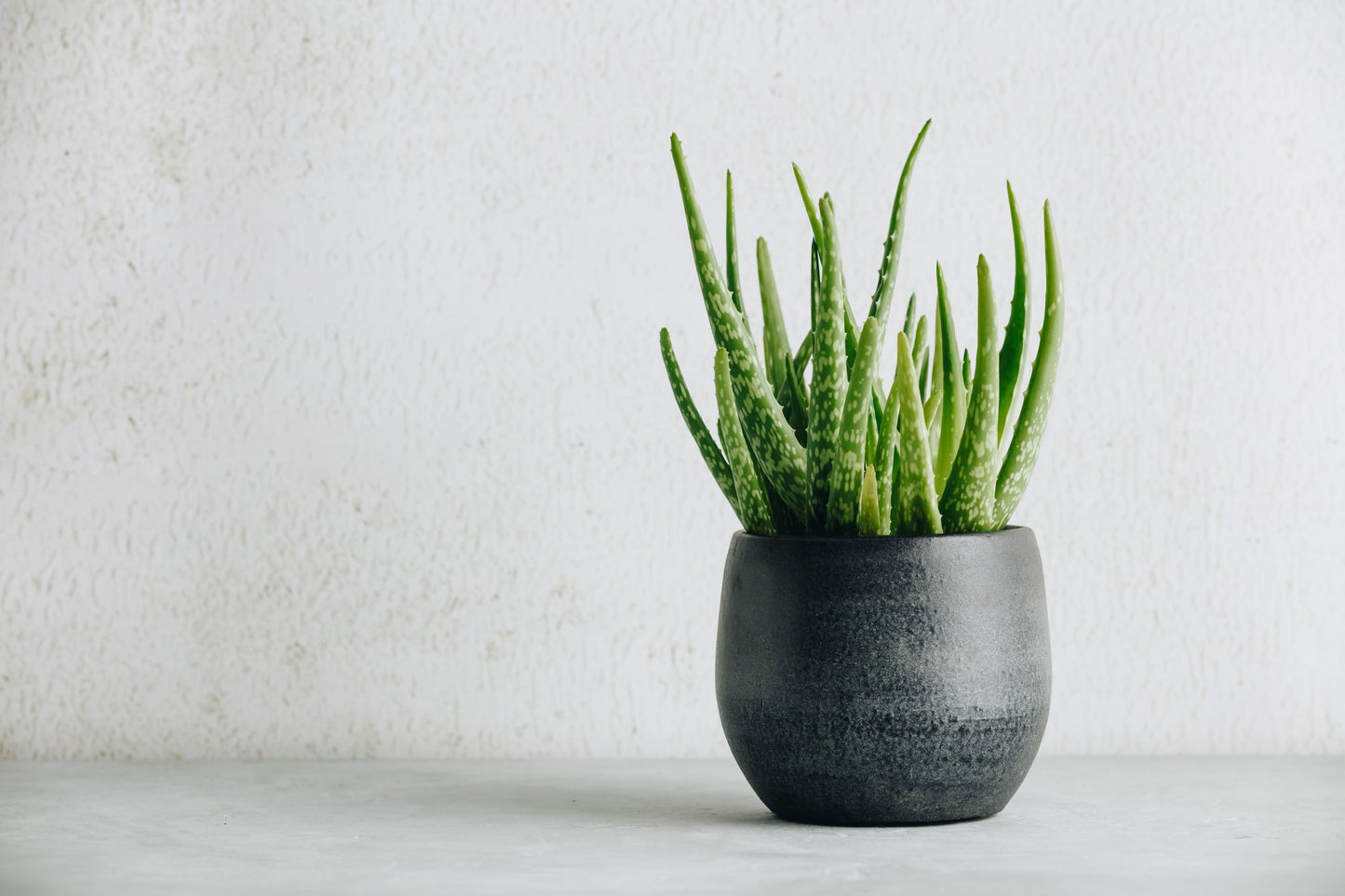 π±π Fresh Organic Aloe Vera Plant - Medaid - Lebanon