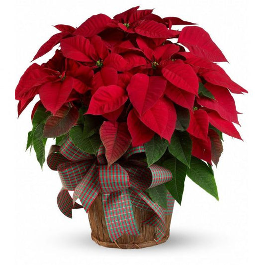 Red Poinsettia Plant in a Pot Rudolph's Poinsettia - Medaid