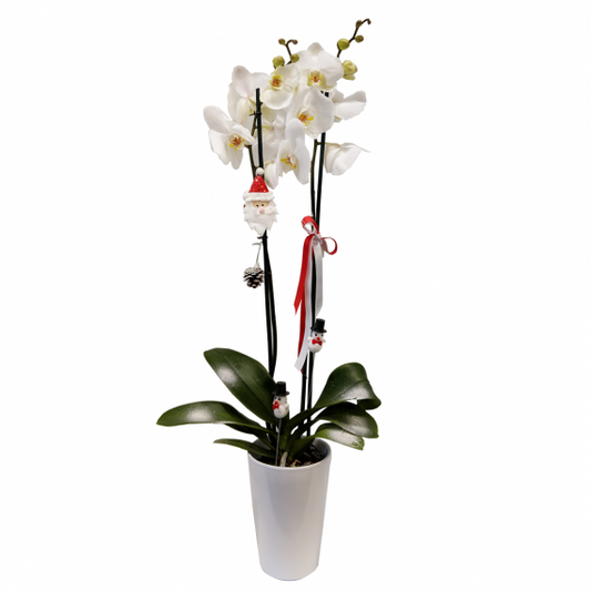 A white orchid plant in a cash pot Beautifully White Orchid - Beirut Lebanon - Medaid