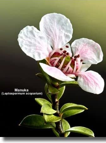 Airborne Manuka Honey Monofloral 70+, 100% Pure New Zealand Honey. Certified. Guaranteed. RAW. Non-GMO (17.85 oz) - Medaid International