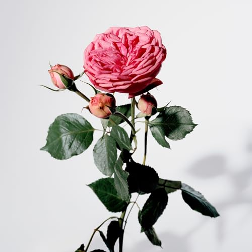 Burberry My Burberry Eau de Parfum 3 fl oz - Medaid International