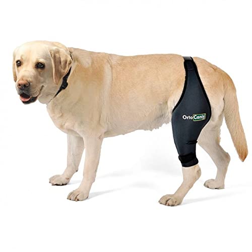 Ortocanis - Original Knee Brace for Dogs, ACL Support, Arthritis Relief, Size XL Right Leg