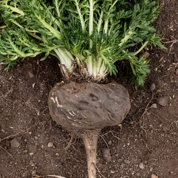 25 Seeds of Black Maca Seeds, Ginseng Superfood, Easy to Grow ! - Medaid International