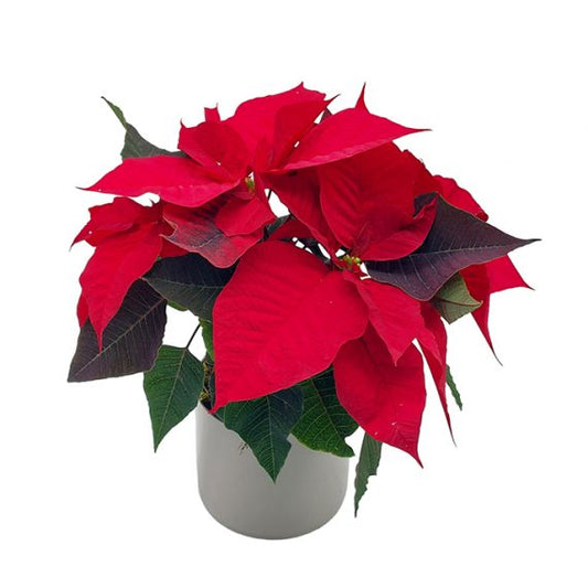 Elegant Poinsettia - Medaid