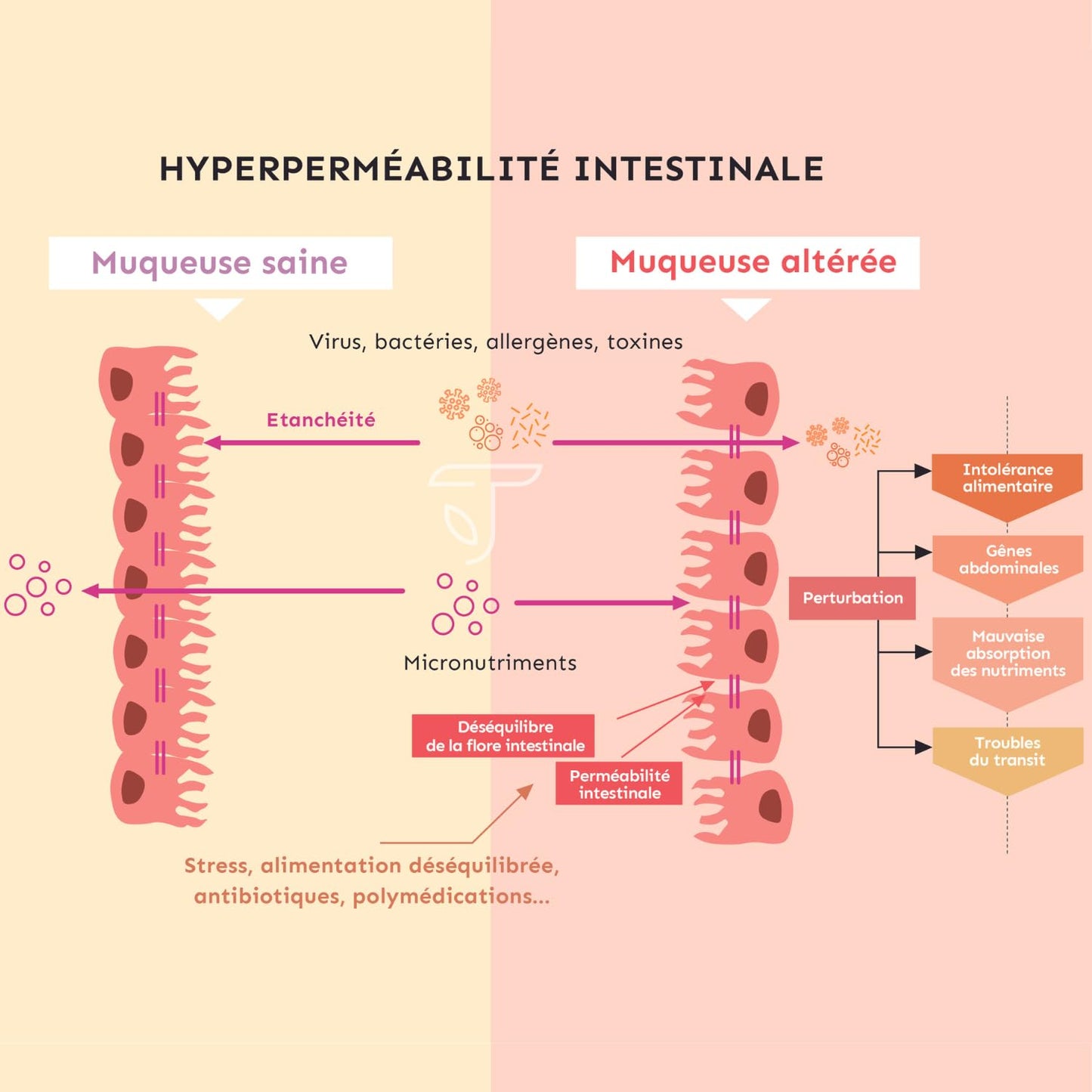 Permea Flore | PROBIOTIQUES + GLUTAMINE | Flore Intestinale et Cicatrisation de la Muqueuse | Idéal Contre la Perméabilité Intestinale | 60 Gélules Gastro-résistantes | Made in France | Terravita - Medaid International