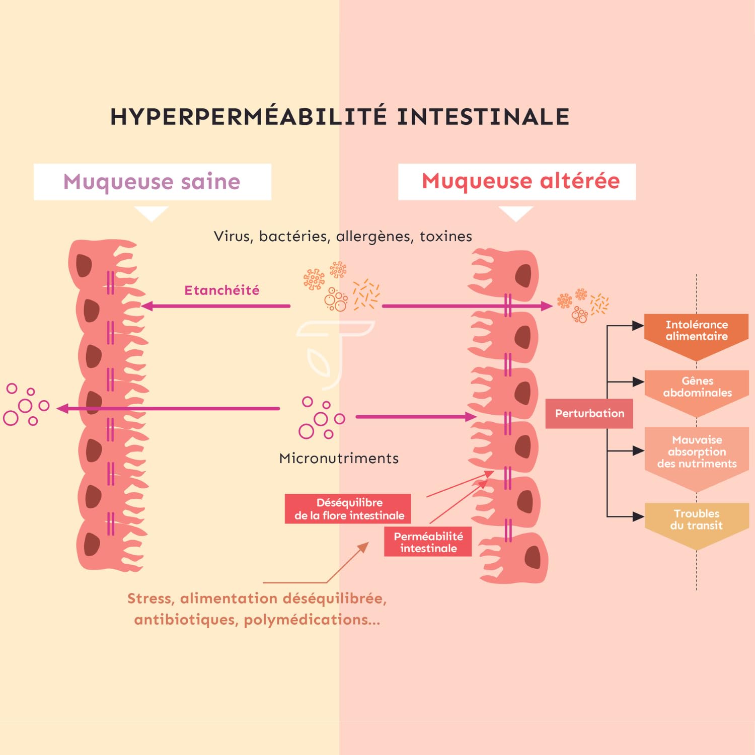 Permea Flore | PROBIOTIQUES + GLUTAMINE | Flore Intestinale et Cicatrisation de la Muqueuse | Idéal Contre la Perméabilité Intestinale | 60 Gélules Gastro-résistantes | Made in France | Terravita - Medaid International