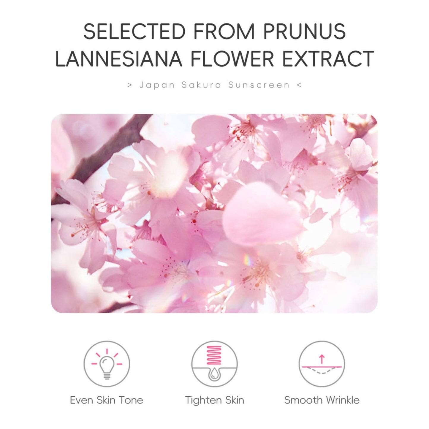 Hydrating Sunscreen SPF 50 – 2Packs Lightweight Hydrating JAPANESE SAKURA Face & Body Sunscreen, Moisturizing Isolation Cream Non-Greasy, Fast-Absorbing, No White Cast - Medaid International