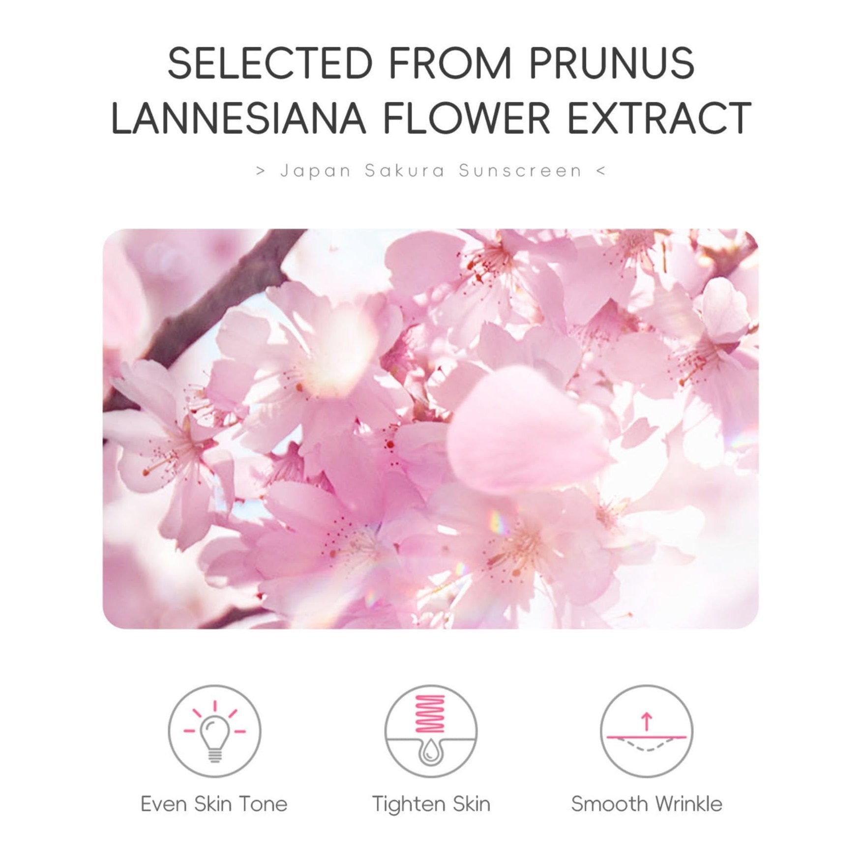 Hydrating Sunscreen SPF 50 – 2Packs Lightweight Hydrating JAPANESE SAKURA Face & Body Sunscreen, Moisturizing Isolation Cream Non-Greasy, Fast-Absorbing, No White Cast - Medaid International