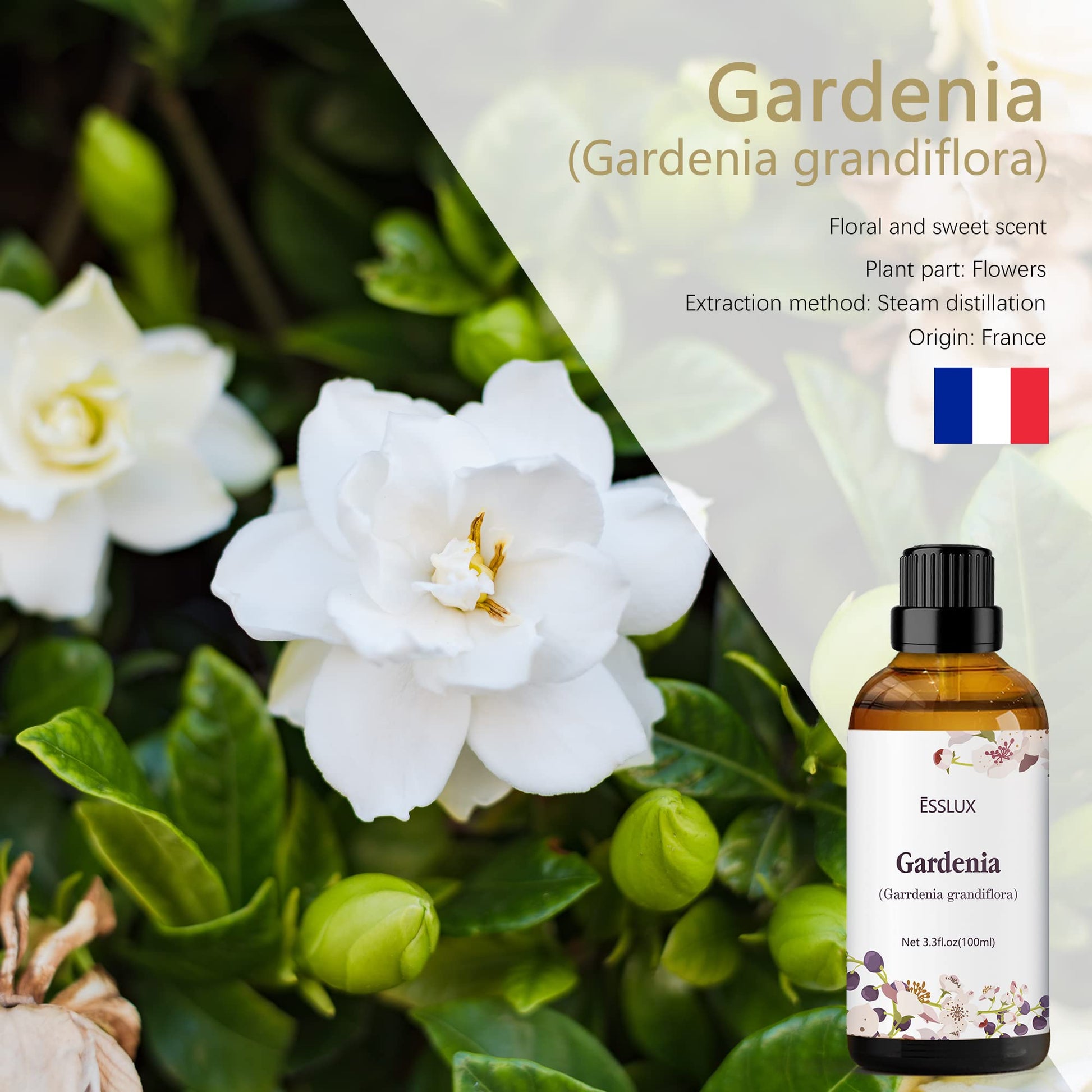 Gardenia Essential Oil 100ml (3.3 Fl Oz), ESSLUX Aromatherapy Essential Oils for Diffuser, Massage, Soap, Candle Making, Perfume - Medaid International