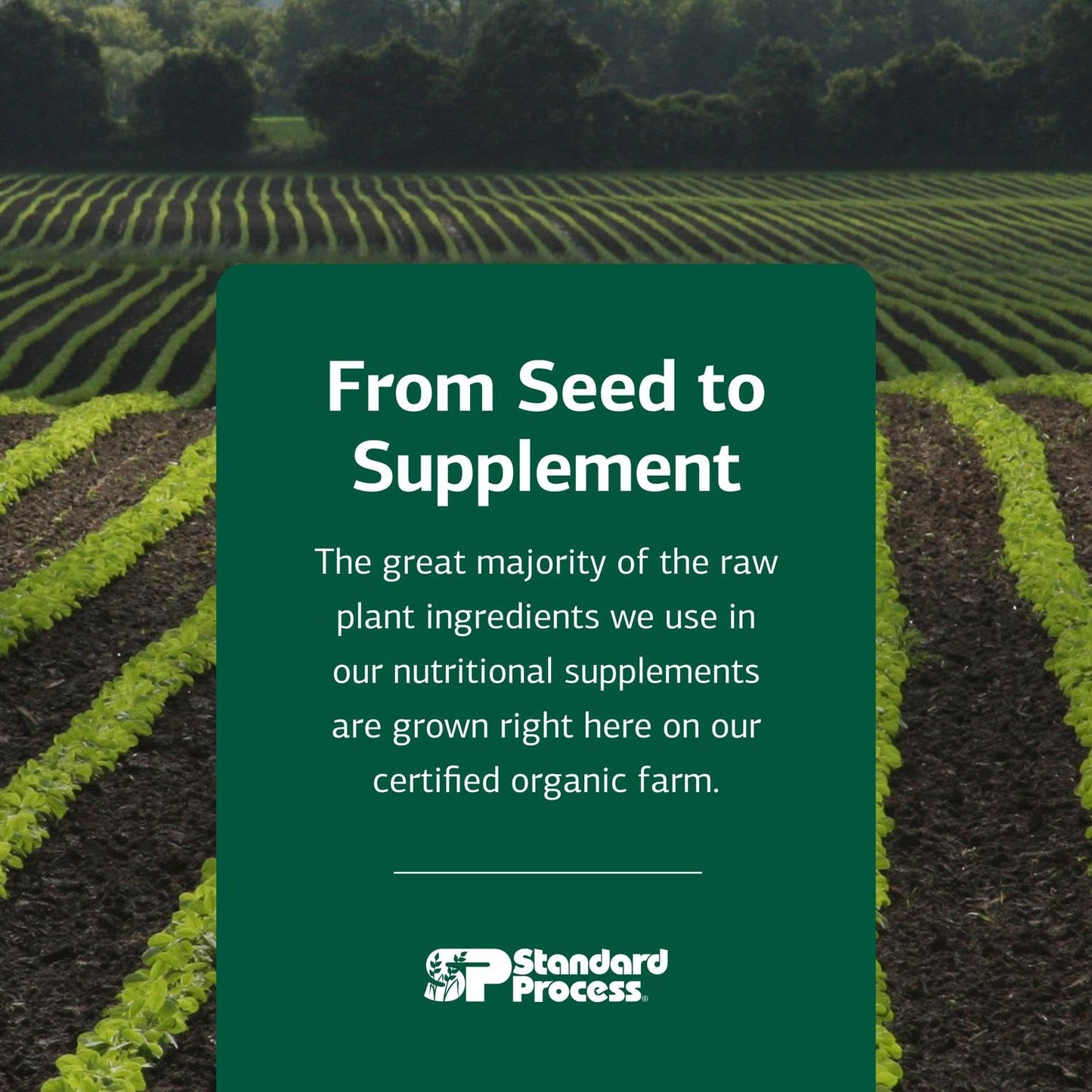 Standard Process Inc. Whole Body Multisystem Support Supplement for Canines - Nutritional Powder for Daily Health Maintenance - 25 g