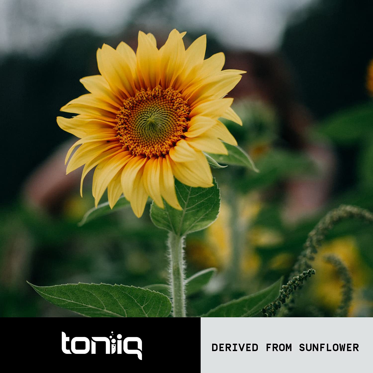 Toniiq Phosphatidylserine - 400mg Formula - World’s First 50% Purity - Highest Purity in The US - Soy Free Phosphatidylserine Supplement - 90 Veggie Capsules - Medaid International