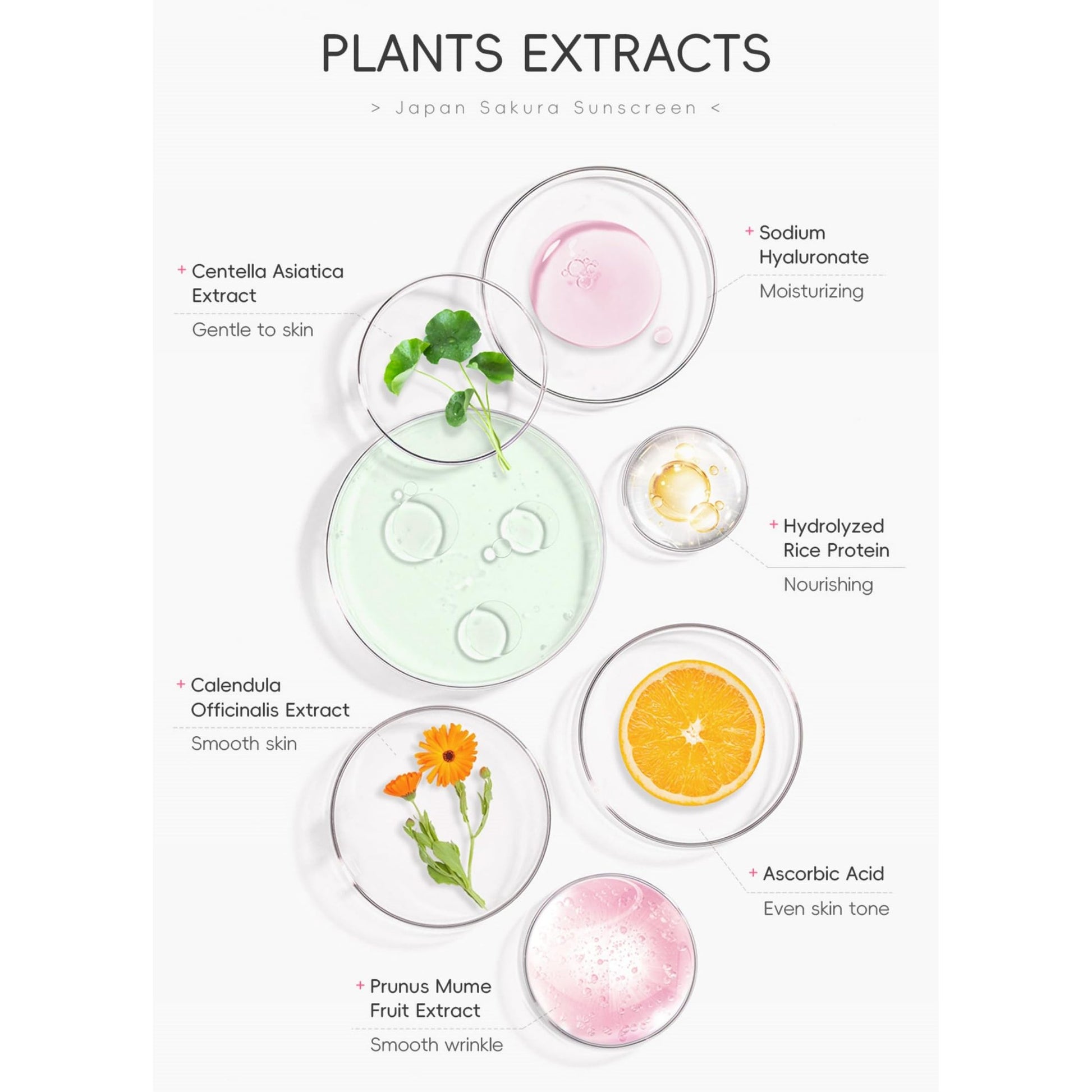 Hydrating Sunscreen SPF 50 – 2Packs Lightweight Hydrating JAPANESE SAKURA Face & Body Sunscreen, Moisturizing Isolation Cream Non-Greasy, Fast-Absorbing, No White Cast - Medaid International