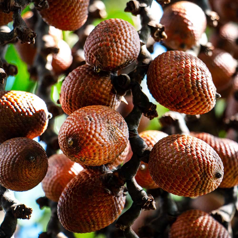 Aguaje with Red Maca Powder - 120 Pills - 1000mg Serving - Rich Phytostrogens Source - 100% Natural - Non GMO - Vegan - Wild Harvested in Peru - Medaid International