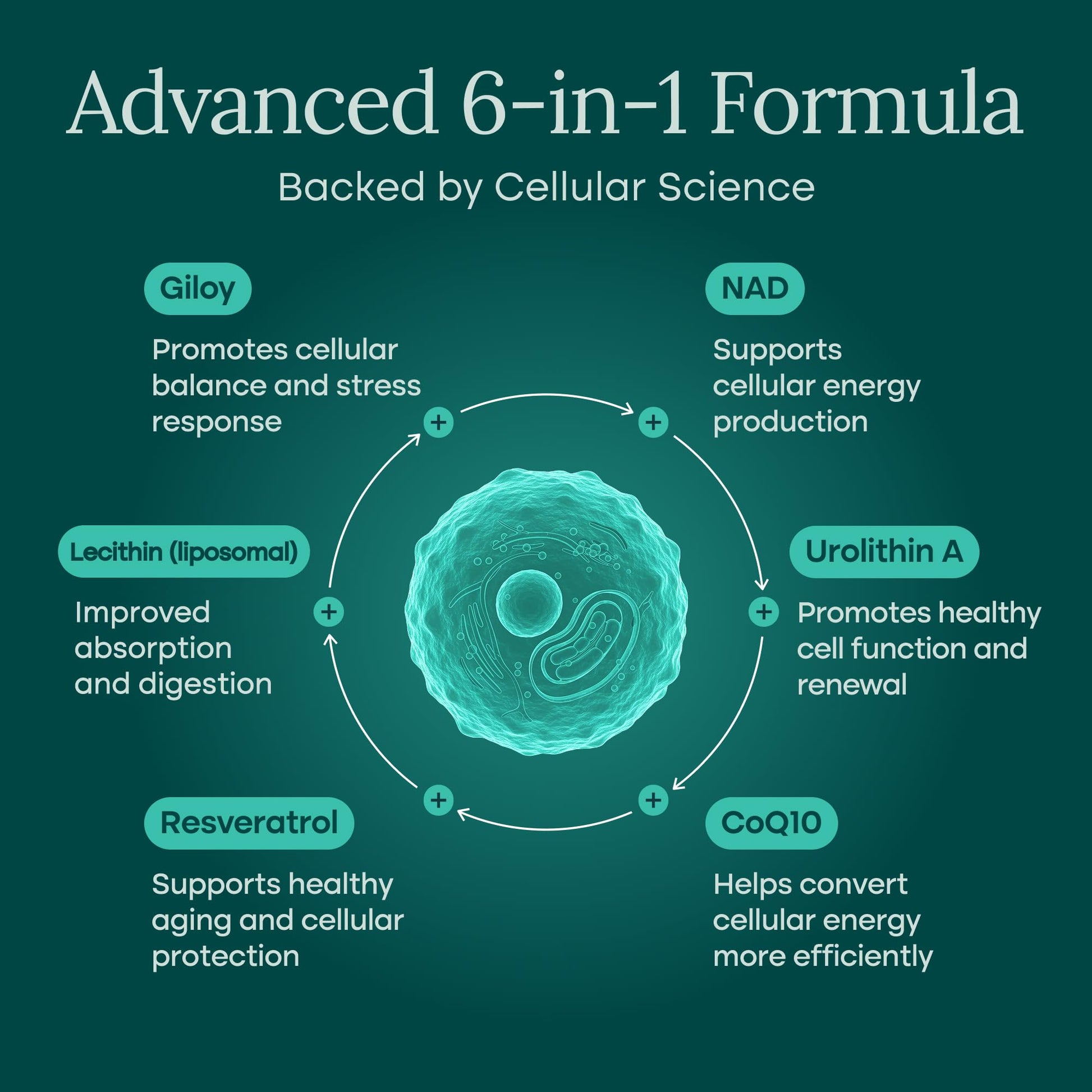 Liposomal NAD+ Supplement 500mg with Urolithin A, CoQ10, Resveratrol & Giloy (Made in USA), NAD Supplement for Cellular Energy, Cognitive, Anti-Aging & Detox Support - 3rd Party Tested Vegan, Non-GMO - Medaid International