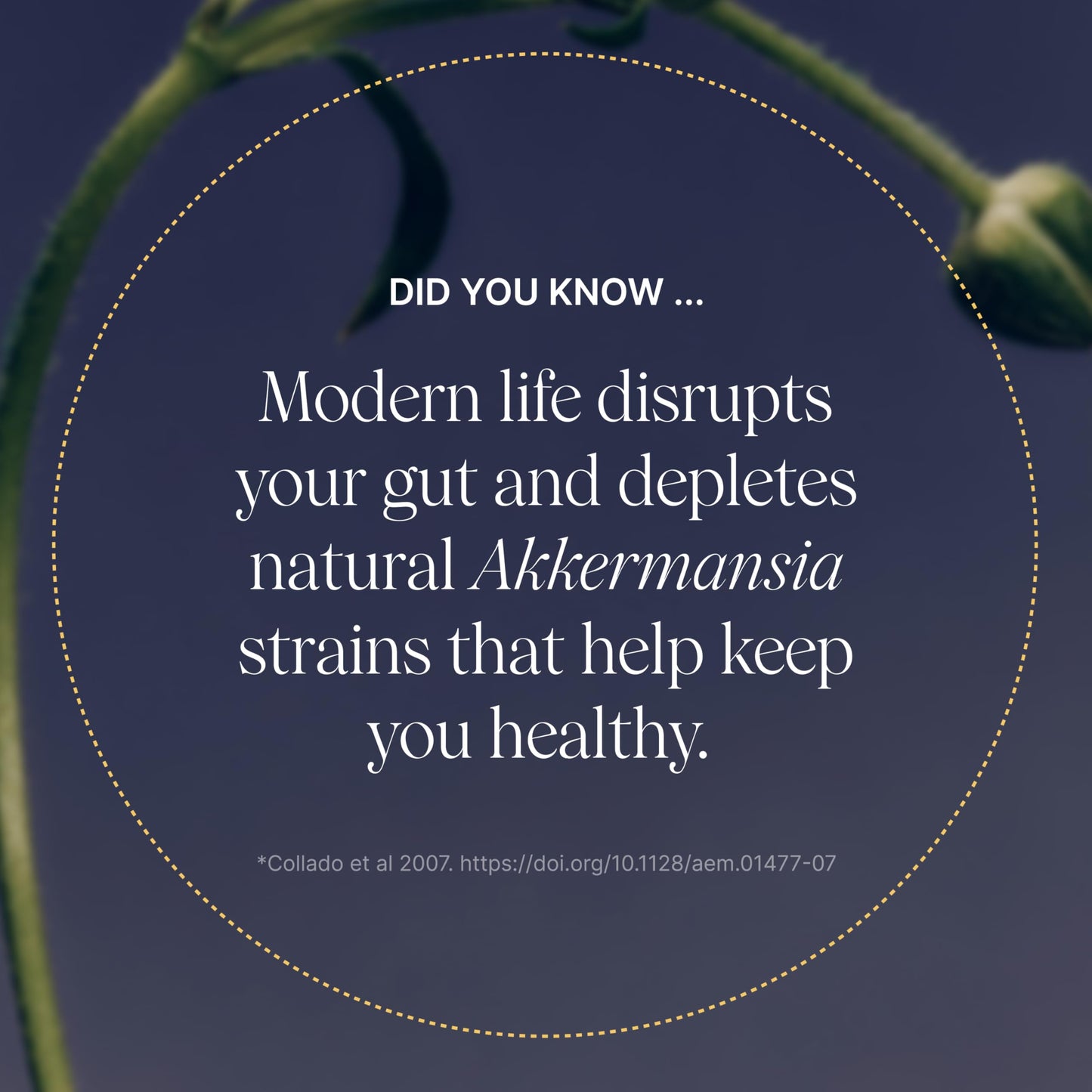 Pendulum Akkermansia Probiotic with Prebiotic Fiber - Increases GLP-1 Production, Delayed Release, Third-Party Tested, 100M AFU Live Strain for Gut Health for Men & Women (30 Capsules, 1-Pack) - Medaid International