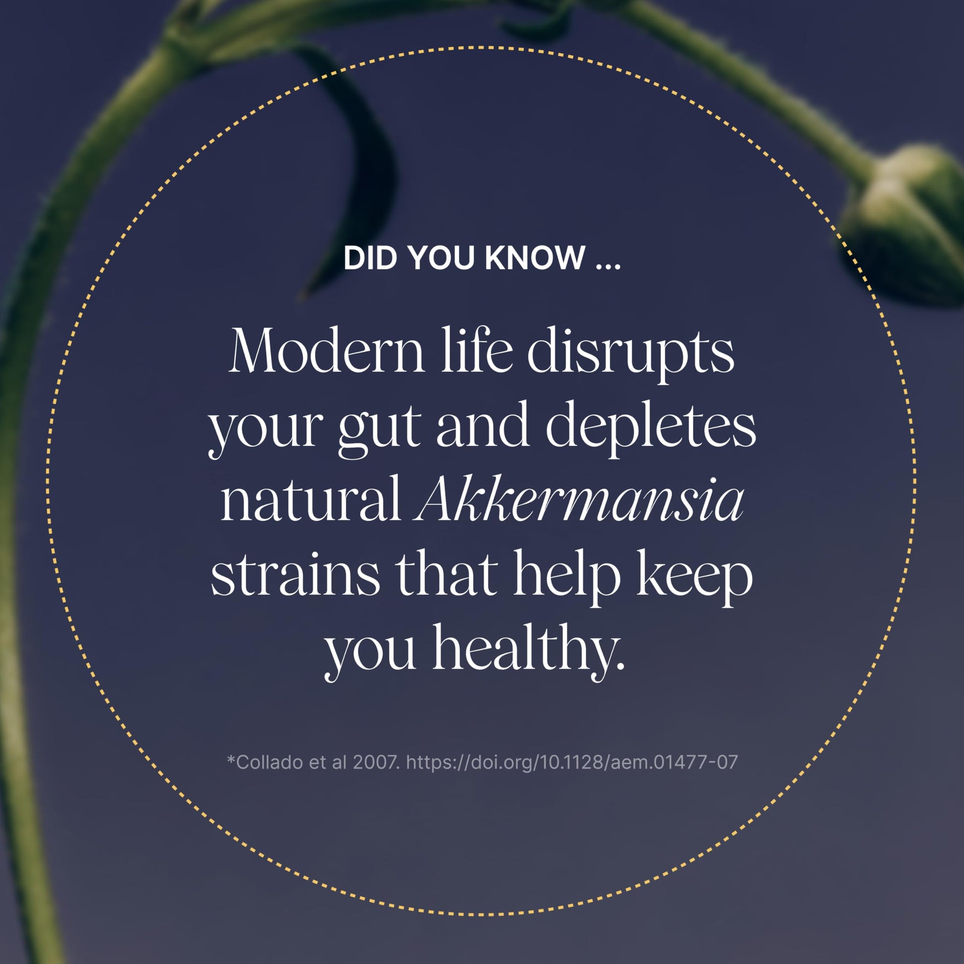 Pendulum Akkermansia Probiotic with Prebiotic Fiber - Increases GLP-1 Production, Delayed Release, Third-Party Tested, 100M AFU Live Strain for Gut Health for Men & Women (30 Capsules, 1-Pack) - Medaid International