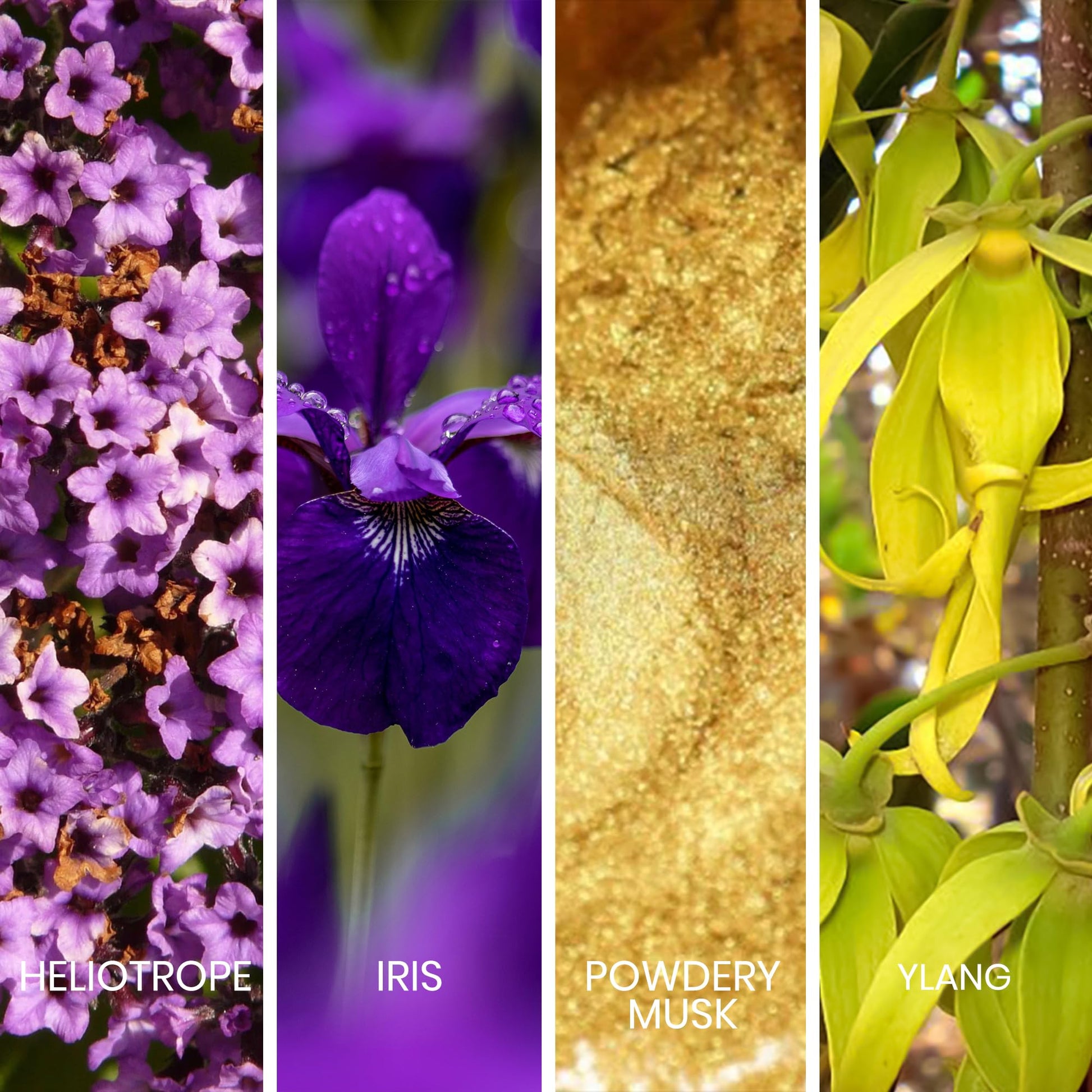 Sapil Caresse Eau de Parfum for Women - Long-Lasting Arabic Perfume from Dubai - Powdery, Musky, Floral & Vanilla Scent - Luxurious Arabic Perfume - 2.7 Oz (80ml) for Daily Wear & Special Occasions - Medaid International