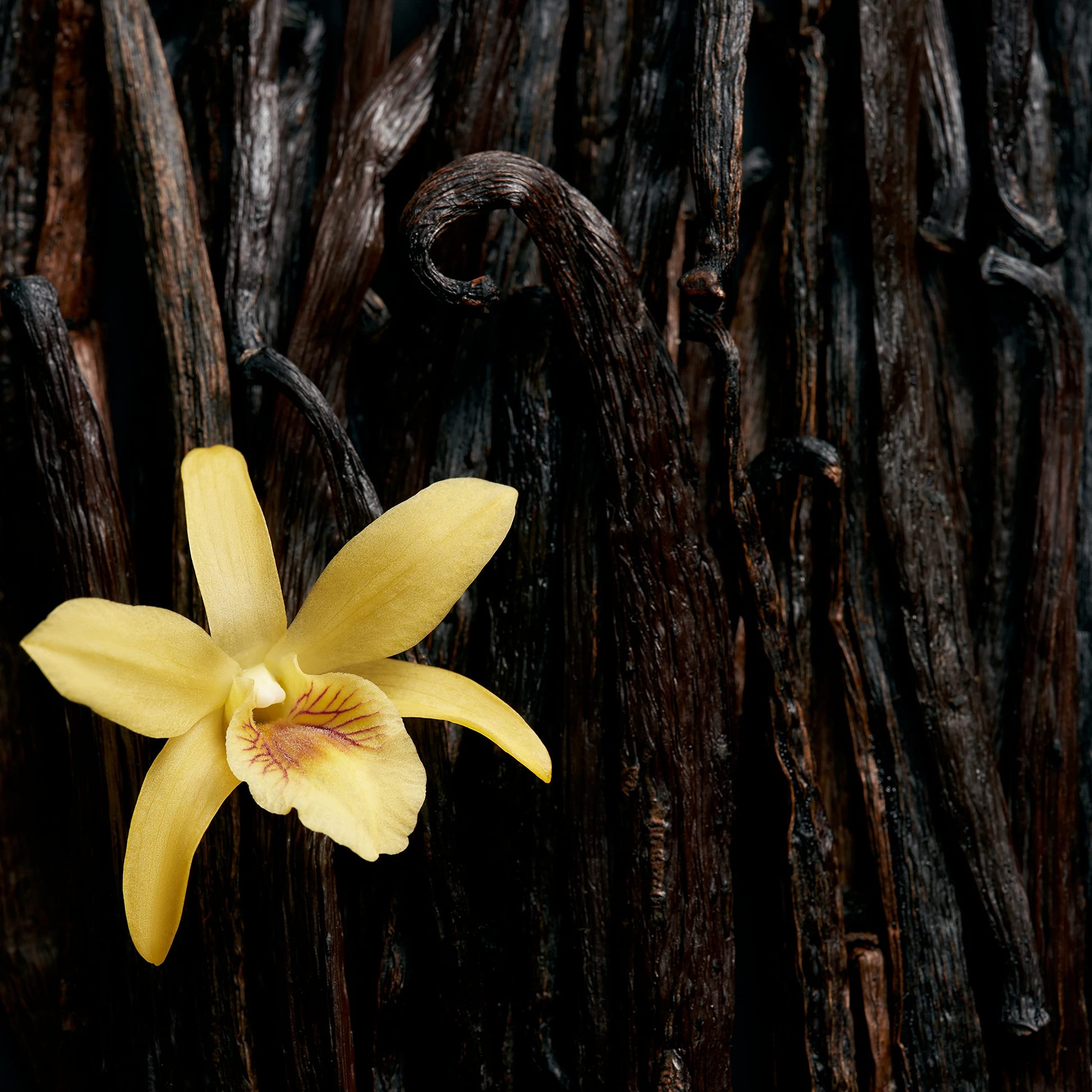 Escada Celebrate Now Eau de Parfum 2.7 fl oz - Medaid International