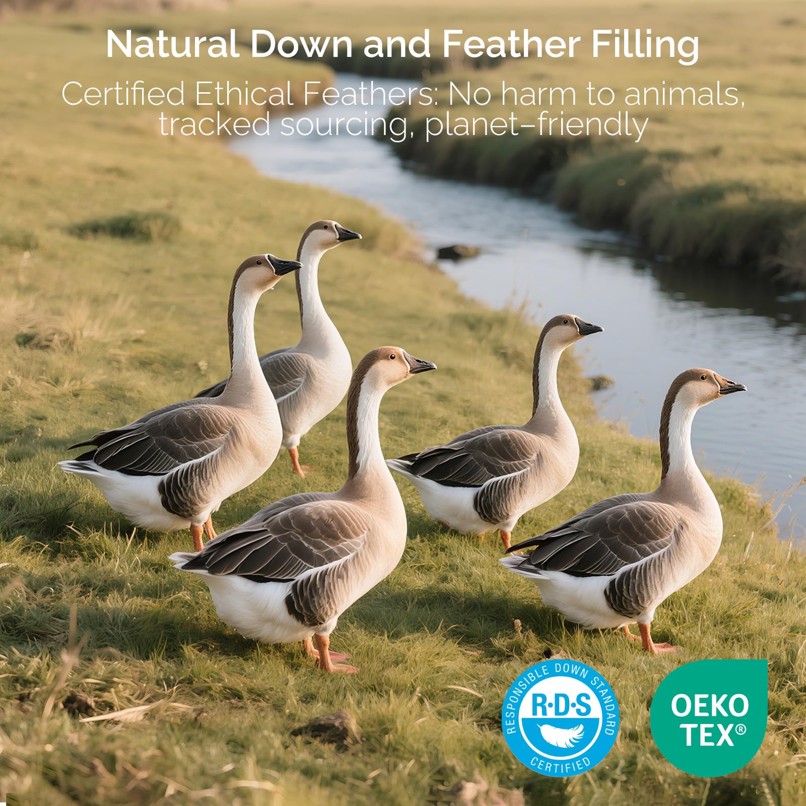 downluxe Goose Feather and Down Pillows - Hotel Collection Feather Pillows Set of 2 for Back, Stomach or Side Sleepers, Queen Size (20"x28") - Medaid International