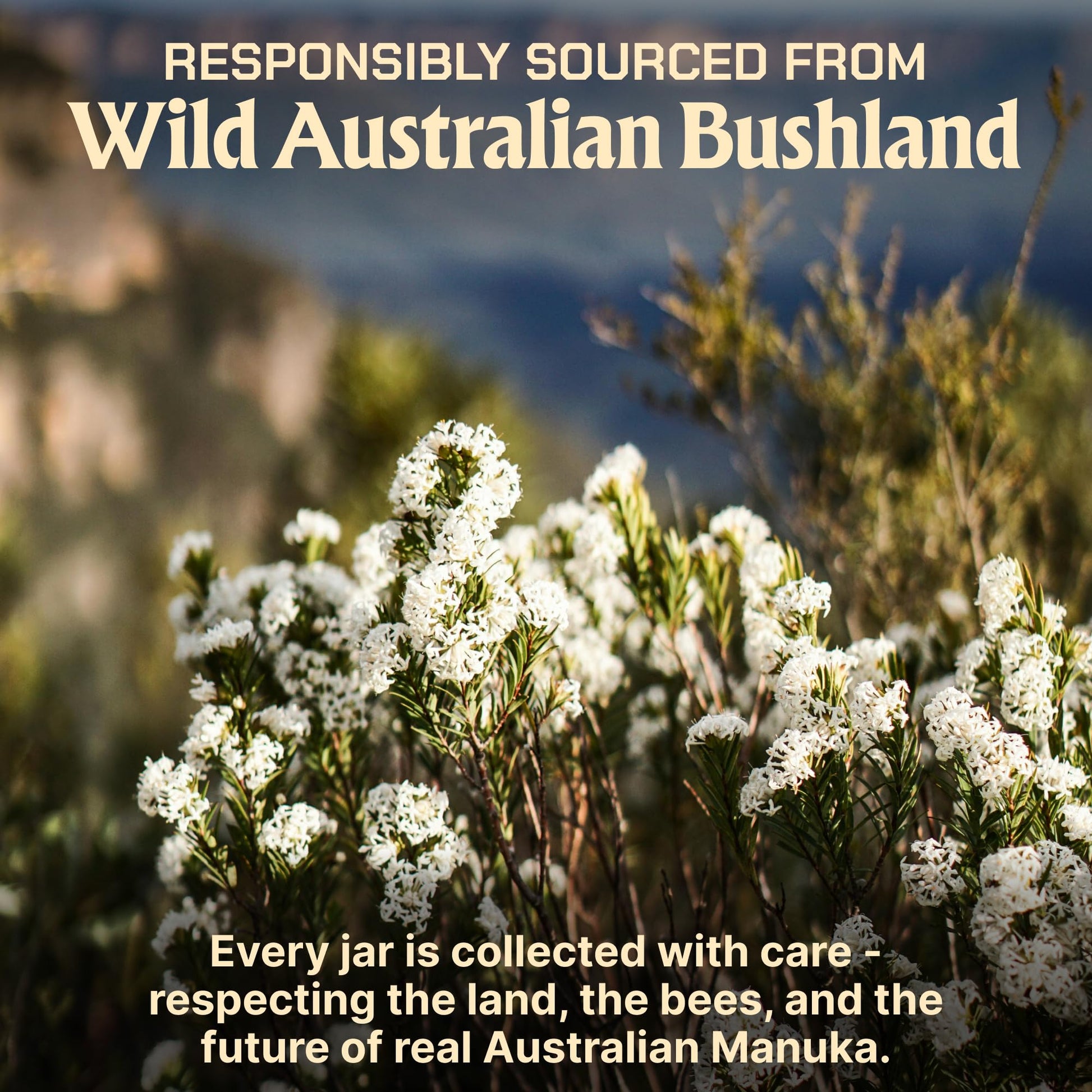 Caramanuka Manuka Honey MGO 1495+ / 100% Raw, Pure, Unfiltered & Unpasteurized, 3rd Party Tested, Ultra-Potent, Glyphosate-Free, Australian Premium Manuka Honey - Medaid International