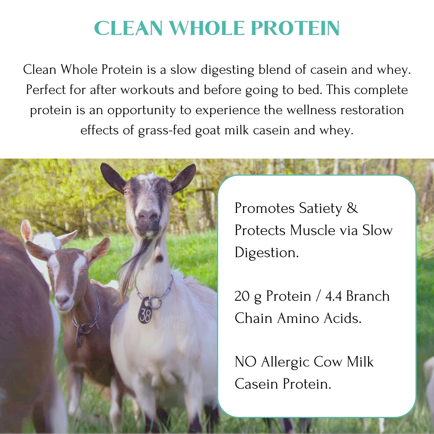 Mt. Capra Clean Whole Protein | Grass-Fed Goat Protein with Whey and Casein Protein | No Bloat, Build and Maintain Muscle, 20 g Protein per Serving, No Sweeteners | 13 Servings - 400 g - Medaid International