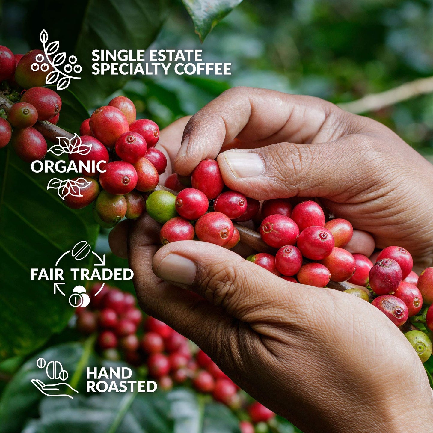 Coffee Advent Calendar 2024 for Men & Women - 25 World's Finest Single Estate Coffees | Christmas Countdown Advent Calendar 2024 for Adult with Unique Coffeebrewers | Coffee Gifts for Men & Women - Medaid International