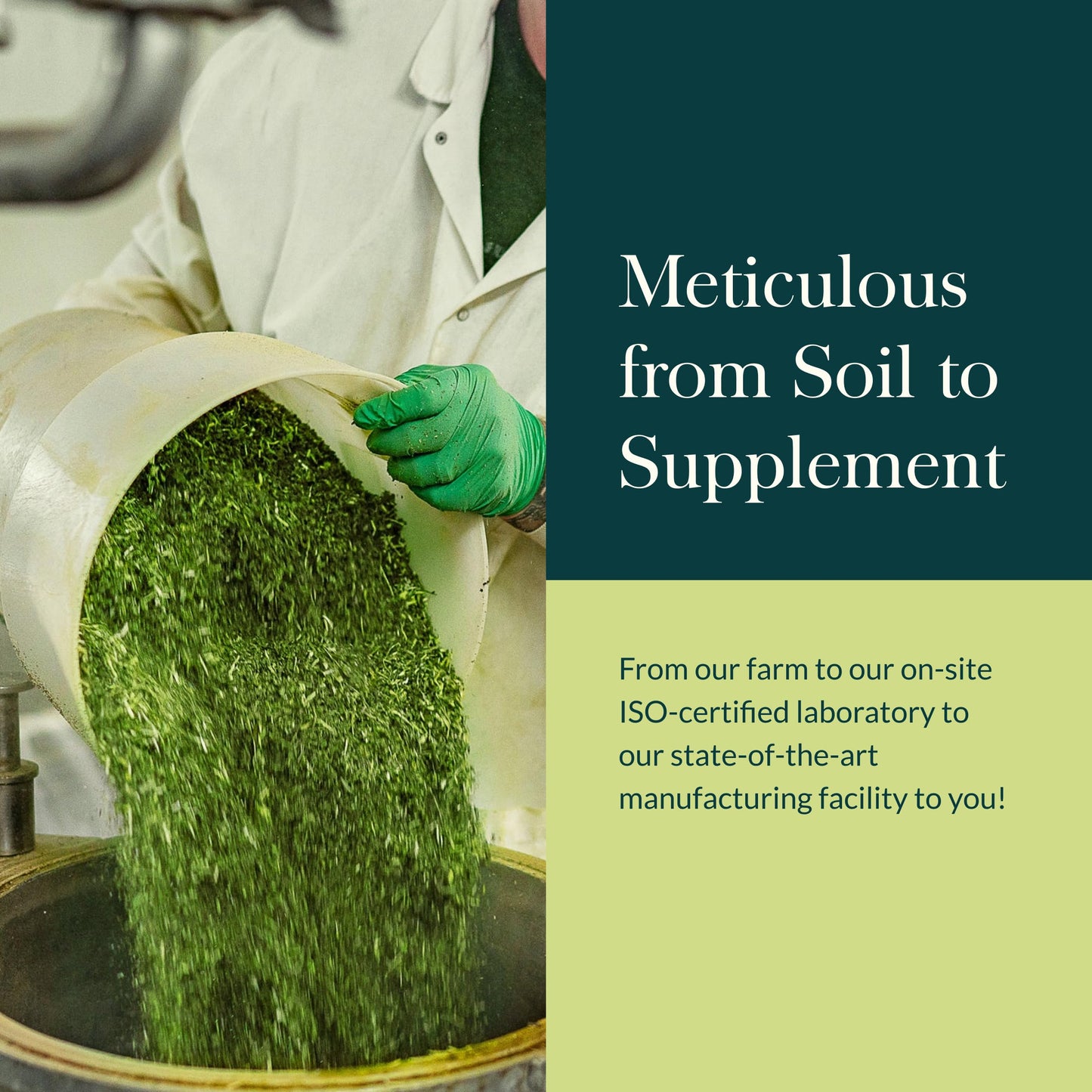 Gaia Herbs Maca Powder - Natural Energy Supplement - Supports and Maintains Healthy Energy and Stamina - Made with USDA Certified Organic Maca Root (Lepidium meyenii) - 8 Oz (69-Day Supply) - Medaid International
