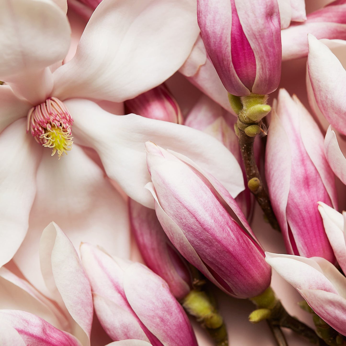 Escada Celebrate Now Eau de Parfum 2.7 fl oz - Medaid International