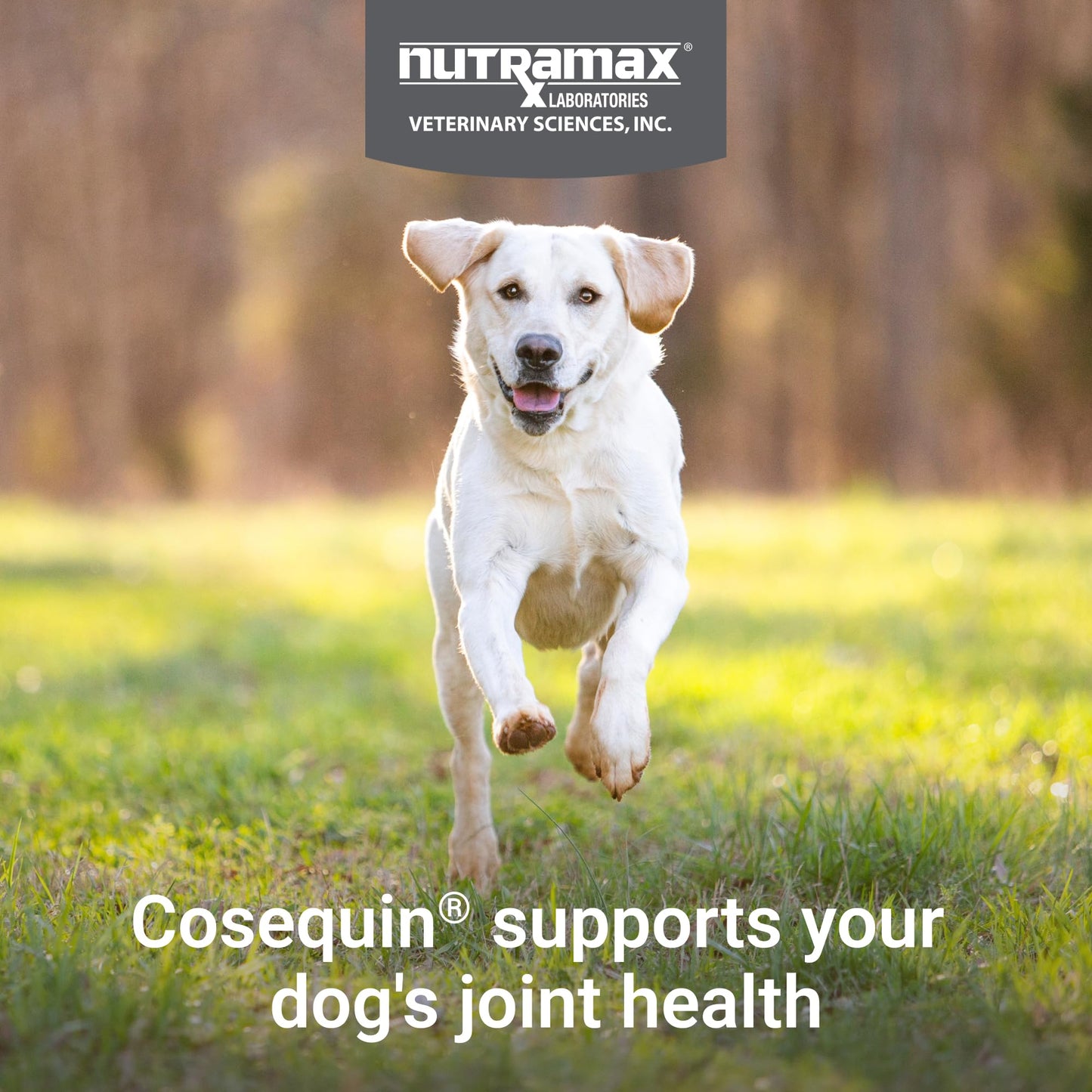 COSEQUIN Maximum Strength Joint Supplement Plus MSM & Omega-3's - With Glucosamine and Chondroitin - For Dogs of All Sizes (Soft Chews)