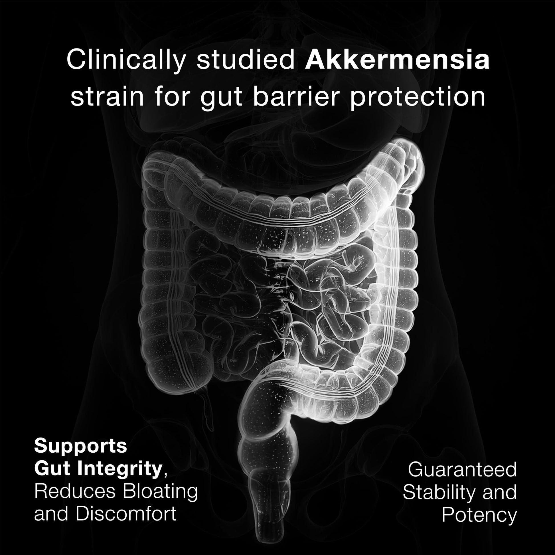 Toniiq Akkermansia Probiotic – 10 Billion TFU – Supports Gut Health & GLP-1 Activity - Medaid International