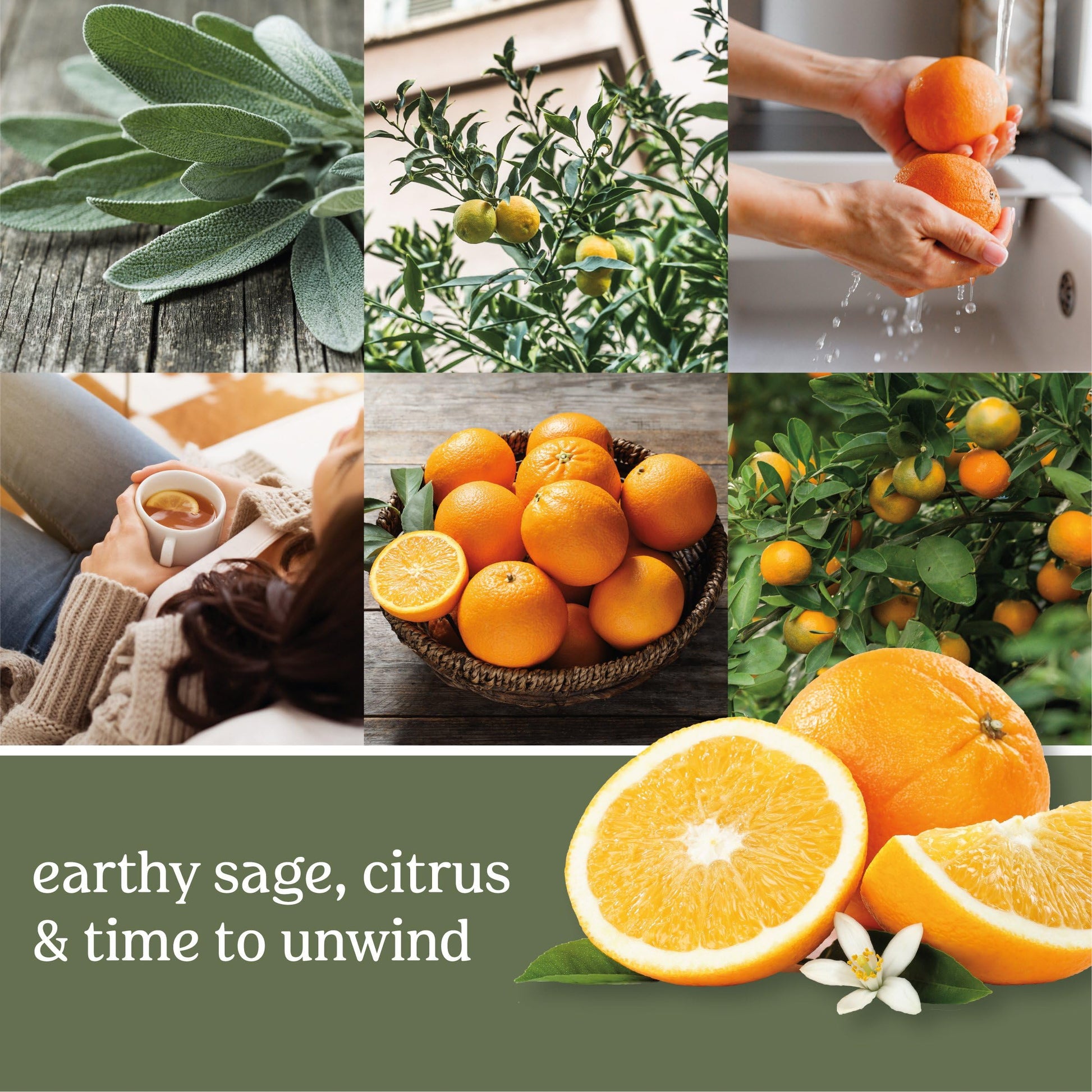 Yankee Candle ScentPlug Refill, Sage & Citrus, 1 CT (Pack of 4) - Medaid International