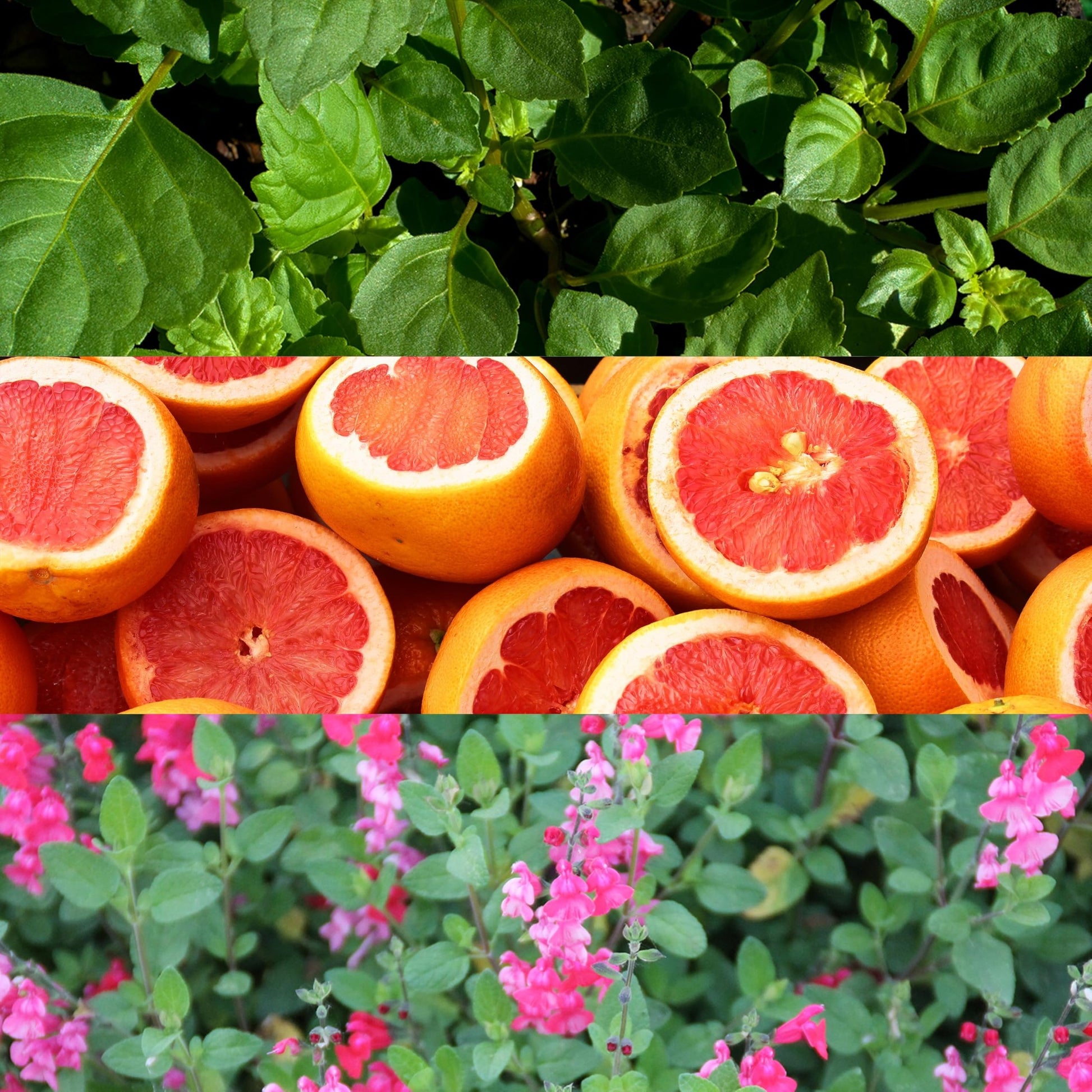 Escape by Calvin Klein for Men, Eau De Toilette Spray, 1.7 Ounce - Medaid International