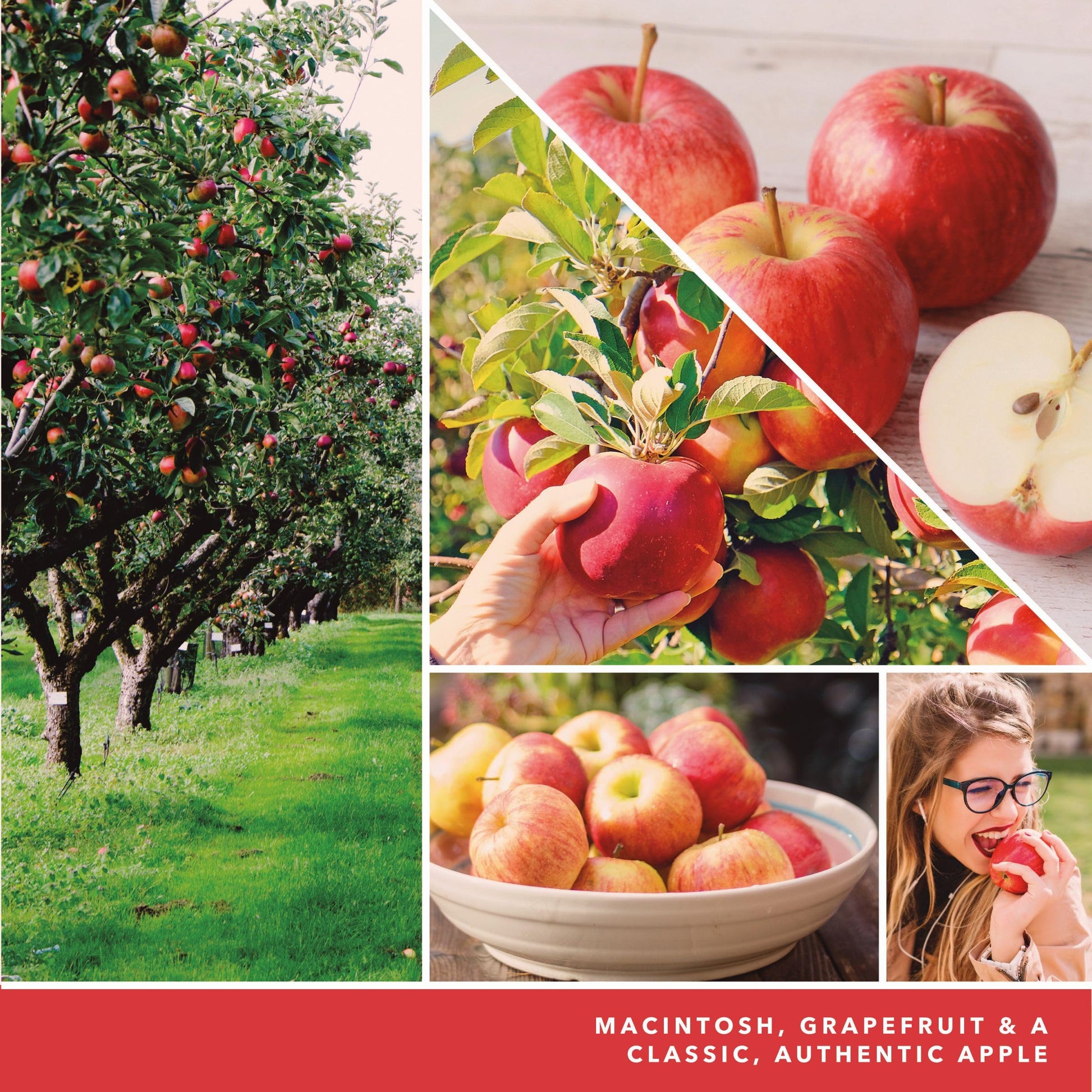 Yankee Candle ScentPlug Refill, Macintosh (Pack of 2) - Medaid International