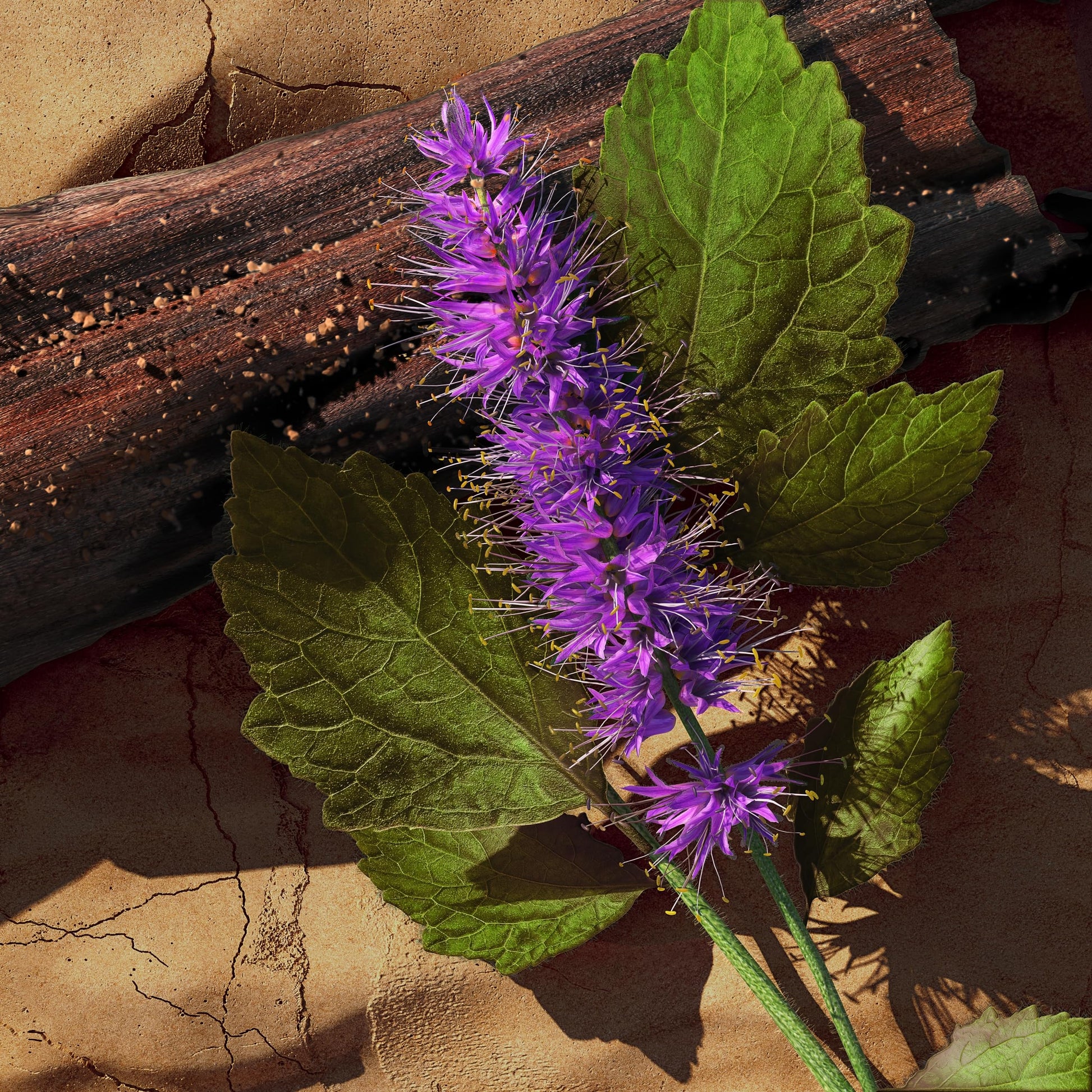 Zino Davidoff by Zino Davidoff for Men Eau De Toilette Spray, 4.2 Ounce - Medaid International