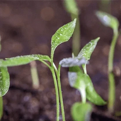 10 pcs Planting seeds OG2374 - Medaid International