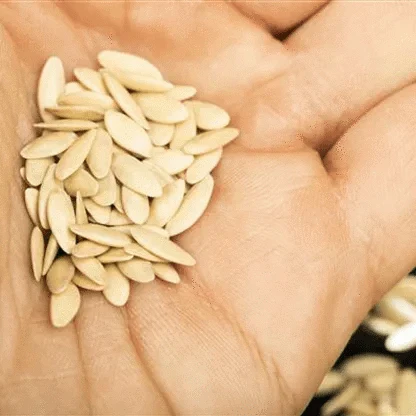 10 pcs Planting seeds OG2374 - Medaid International