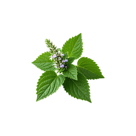 HERBATY ESSENTIAL OIL - PATCHOULI - Medaid International
