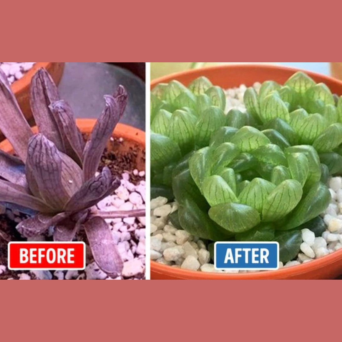 Aquablom™️ Self-Watering Crystals 15 g - Medaid International